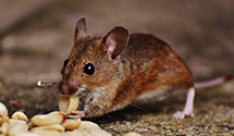 24 Hour & Emergency Exterminators in North Augusta, SC